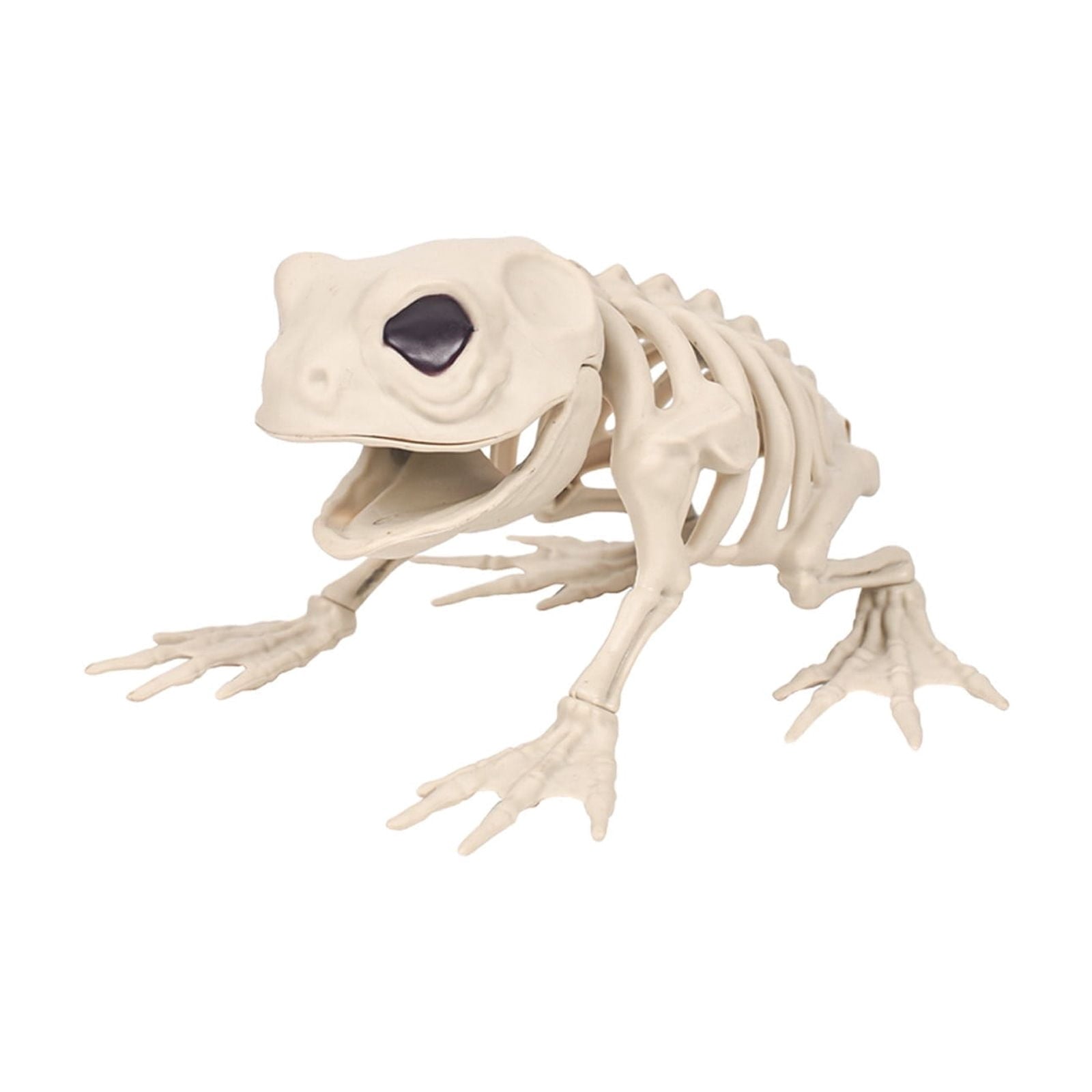 Elainilye Frog Skeleton Decoration 5.1 Inch Realistic Animal Bone Model for Halloween Home Bar Science Classroom Display Decor