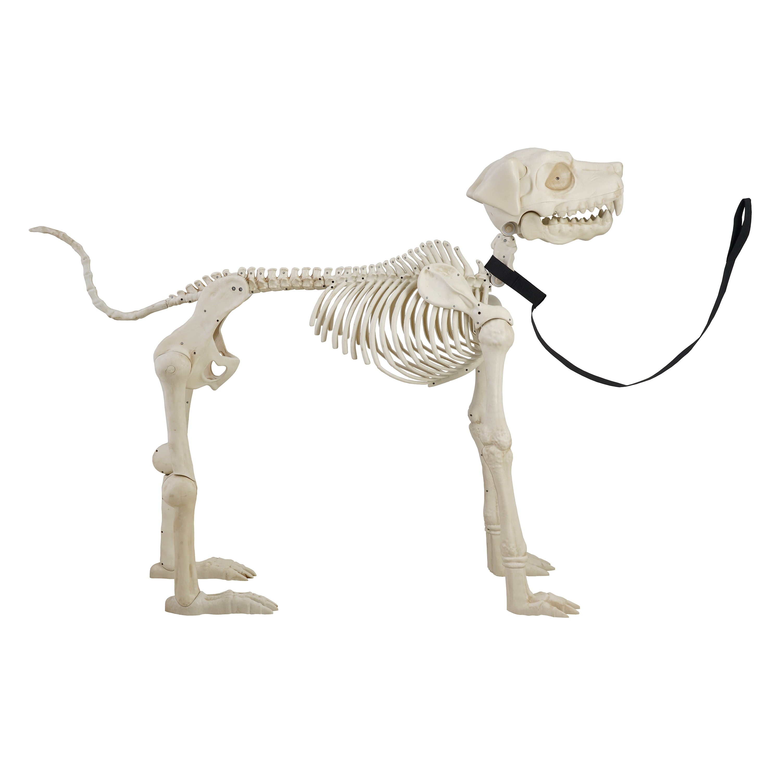 Way To Celebrate Animated Skeleton Dog Halloween Decoration, Beige, 60 in
