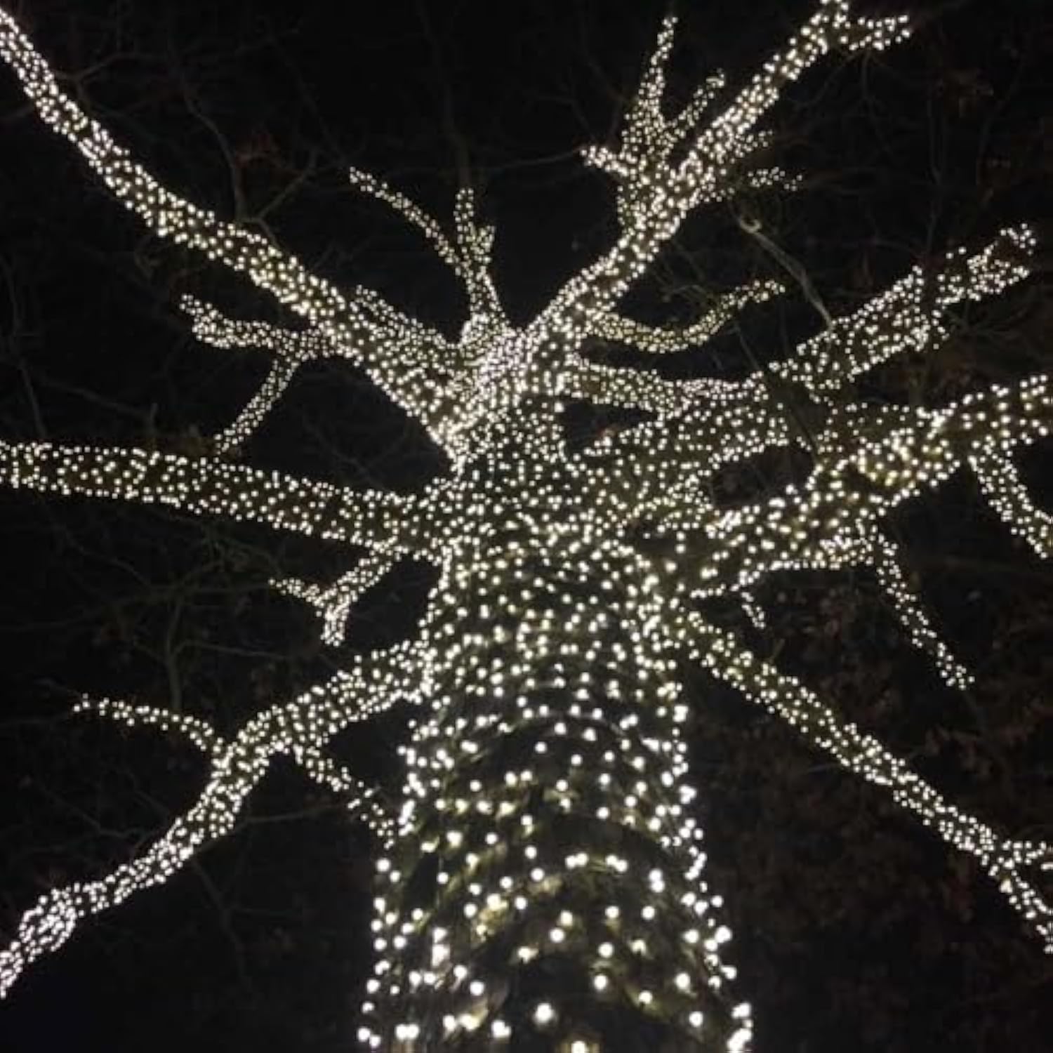 Wick's Outdoor Living LED 5MM Multi-Color Holiday Lights, 50 FT in length, 150 CT, and 6 different color options