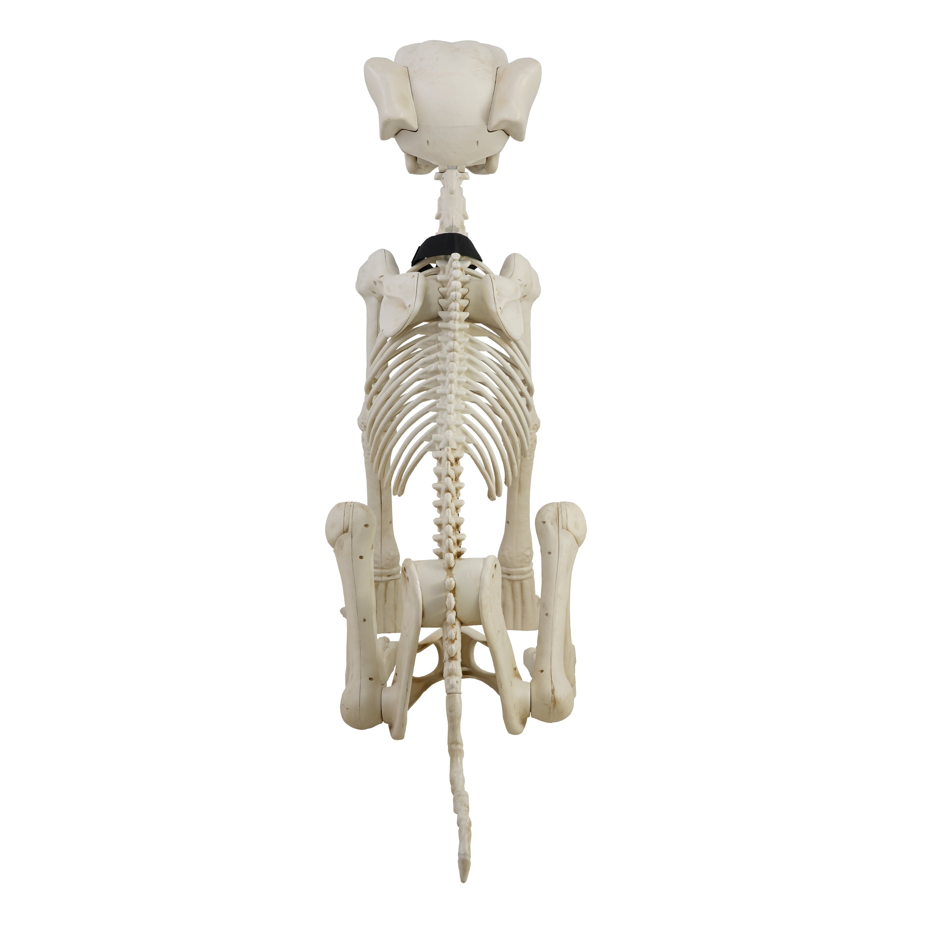 Way To Celebrate Animated Skeleton Dog Halloween Decoration, Beige, 60 in
