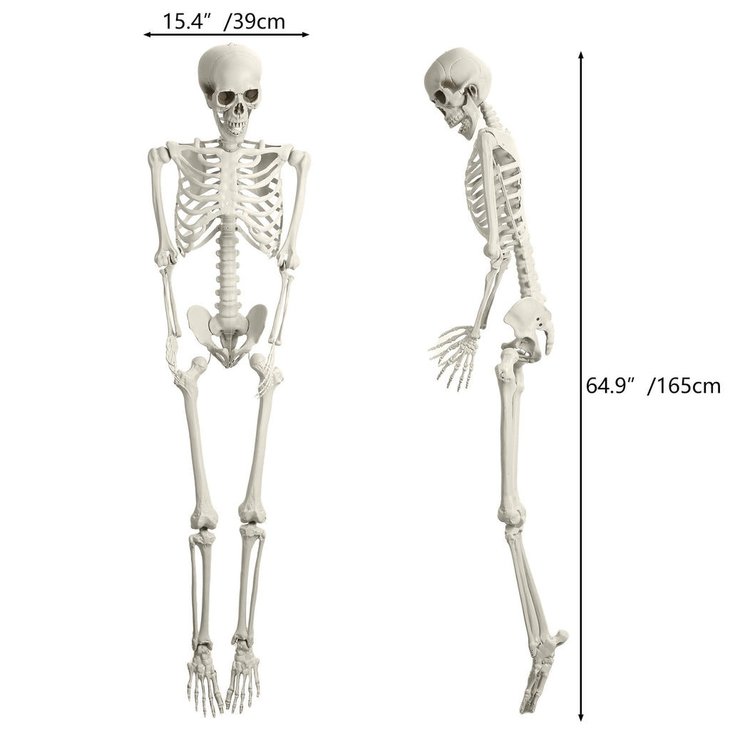 Kitem Skeleton Prop 5.4ft Poseable Life Size Halloween Decoration Plastic Full Body Human Bones Skeleton Party Supplies 1pc