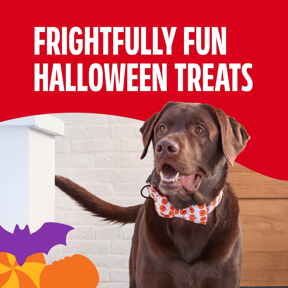 Milk Bone Spooky Biscuits, Halloween Dog Treats, 24 oz Pail