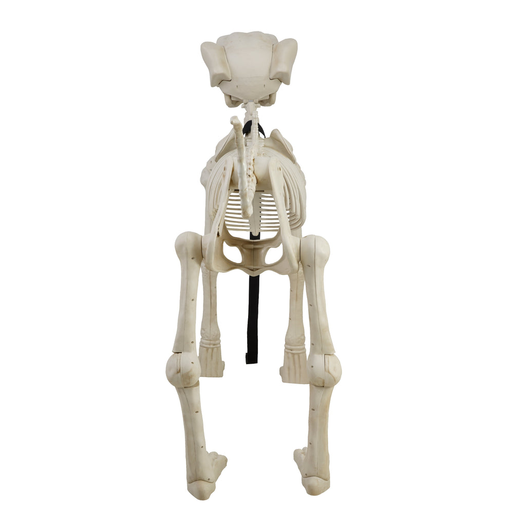 Way To Celebrate Animated Skeleton Dog Halloween Decoration, Beige, 60 in