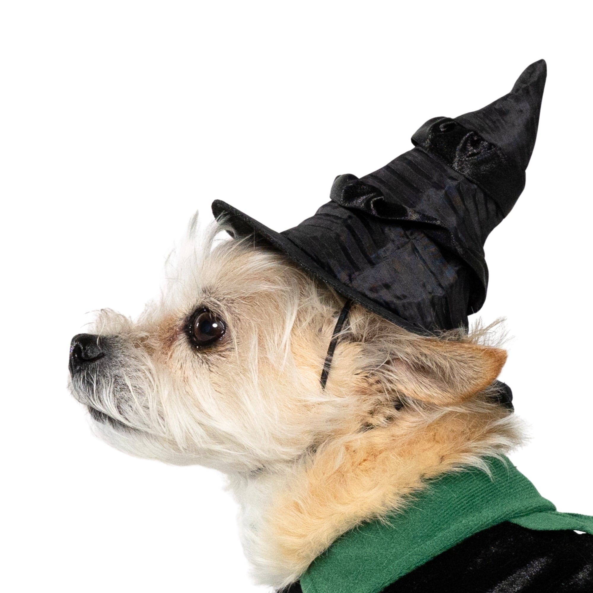Vibrant Life Halloween Bad Witch Costume for Dogs, Green and Black, Extra Large